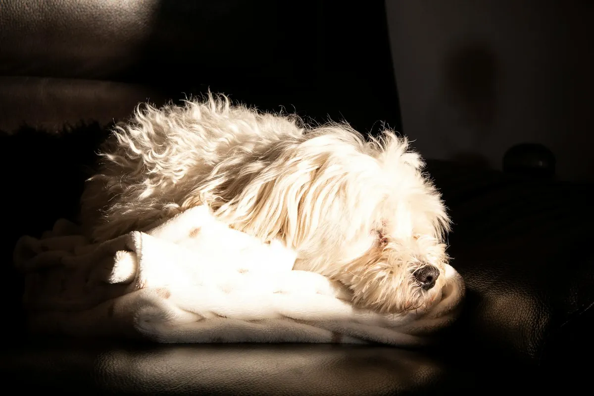 Best Calming Products for Senior Dogs: What the Evidence Actually Supports