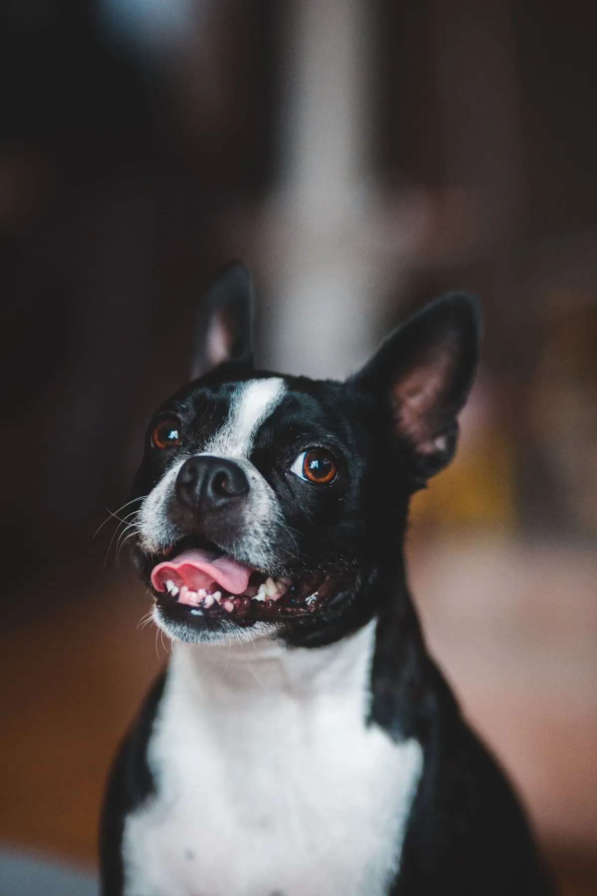 Best Dental Products for Senior Dogs: What Actually Works