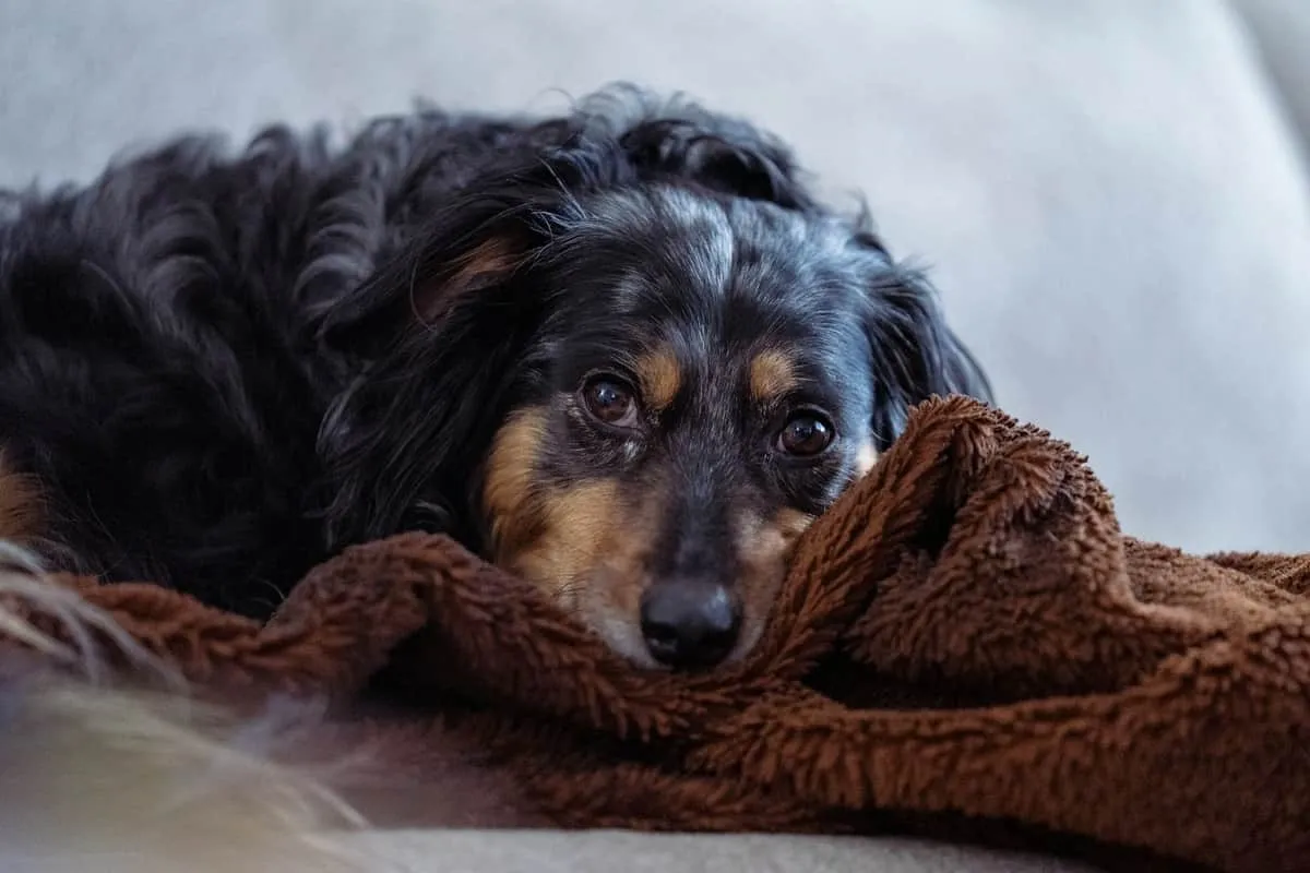 Best Diapers for Senior Dogs: 6 Picks for At-Home Incontinence Care