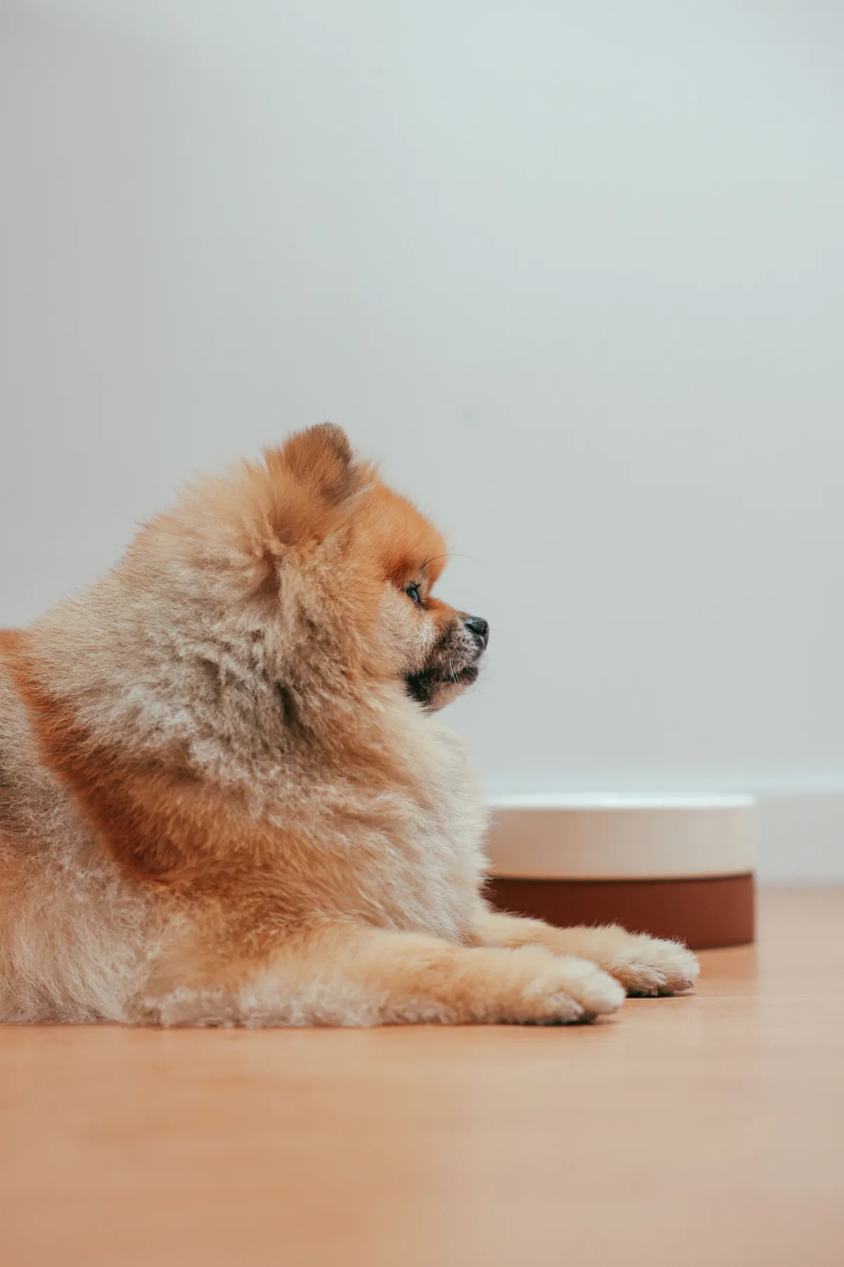 Best Dog Food for Senior Dogs with Kidney Disease: What Actually Helps