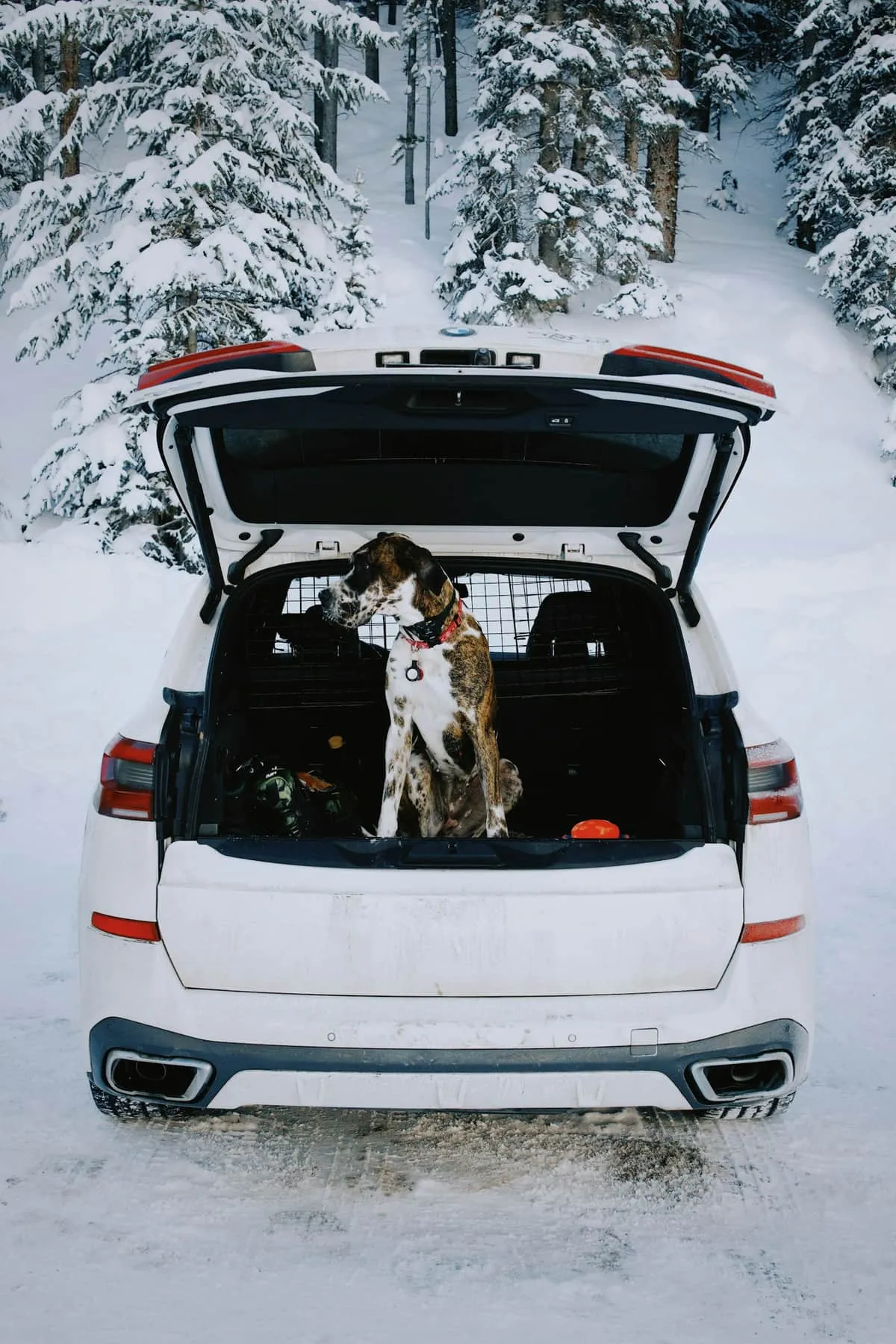 Best Dog Ramp for Senior Dogs: 6 Vet-Informed Picks for Cars, Beds, and Couches