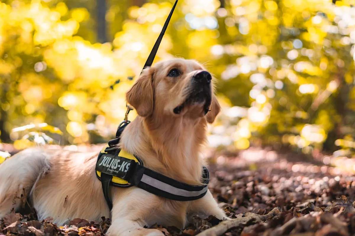 Best Harness for Senior Dogs: 5 Picks for Lifting, Daily Walks, and Hindlimb Support