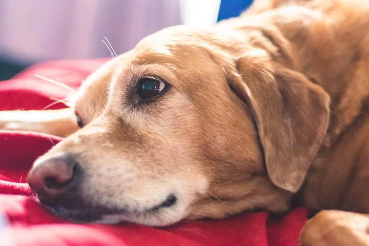 Best Orthopedic Dog Beds for Senior & Large Dogs (6 Compared)