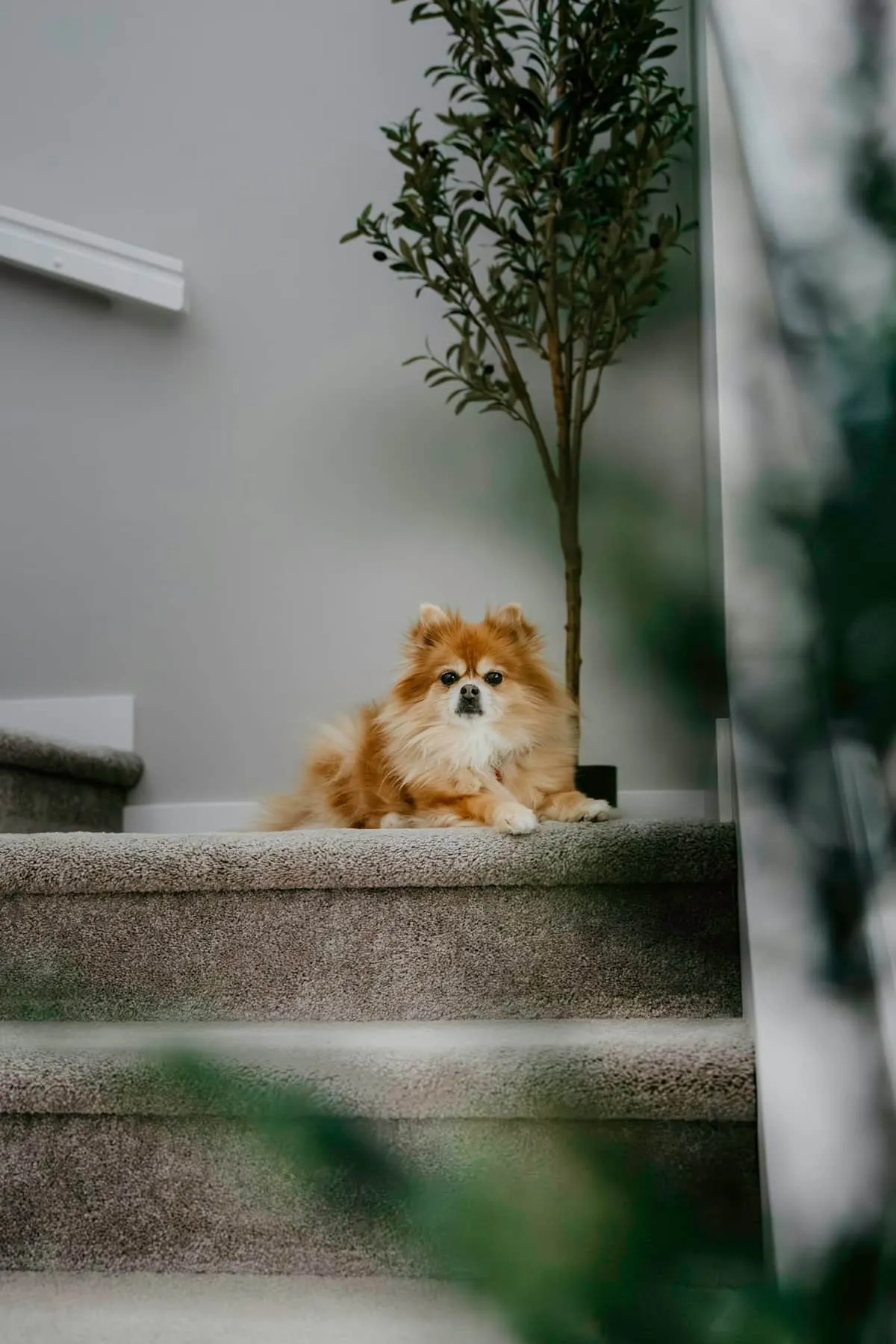 Best Pet Stairs for Senior Dogs: 5 Picks for Beds, Couches, and Aging Joints