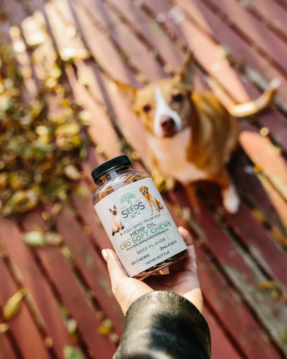 Best Probiotics for Senior Dogs: 6 Vet-Informed Picks for 2026