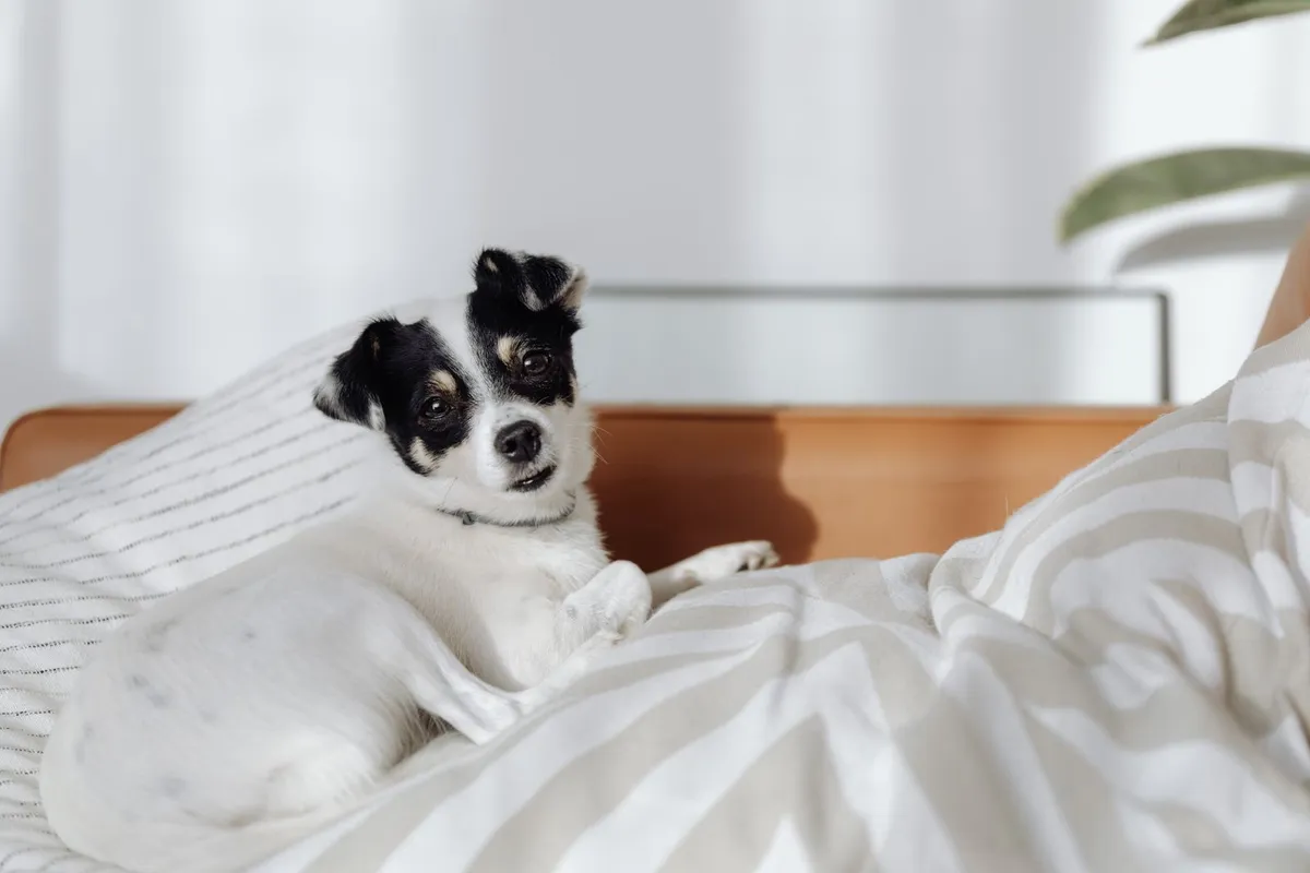 Lucy, our Border Collie, the dog behind Senior Dog Daily