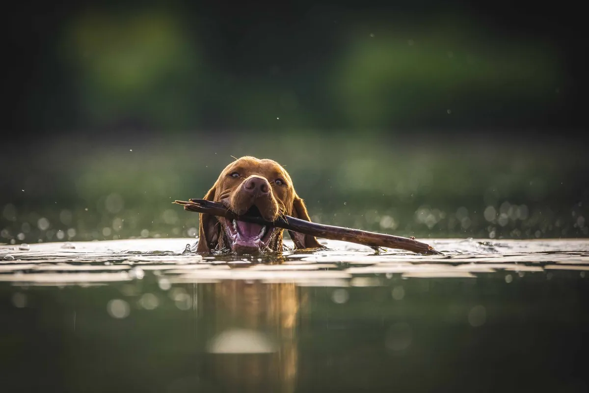Blue-Green Algae Poisoning in Dogs: The Summer Water Danger to Know