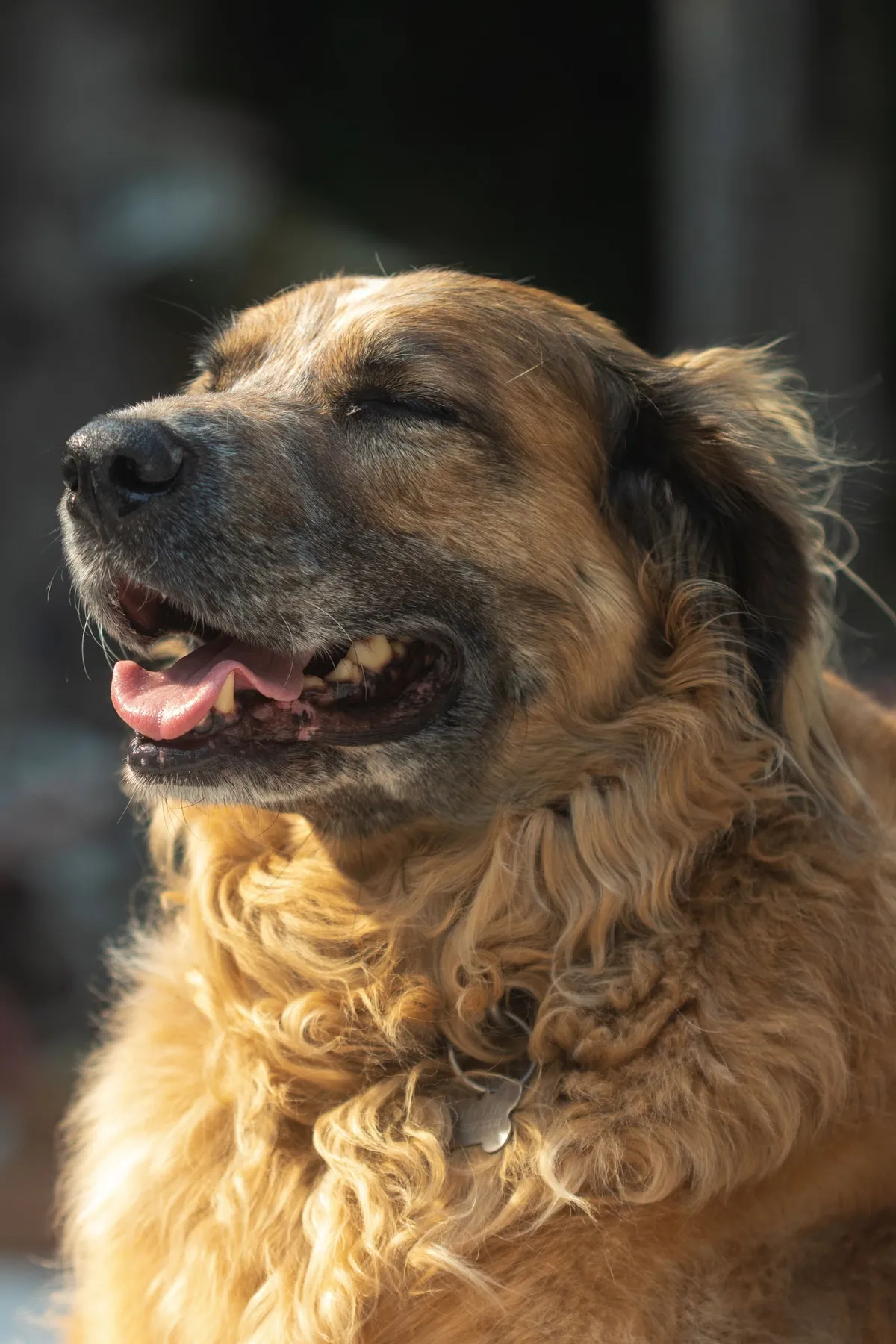 CBD for Dogs with Arthritis: Does It Actually Work?