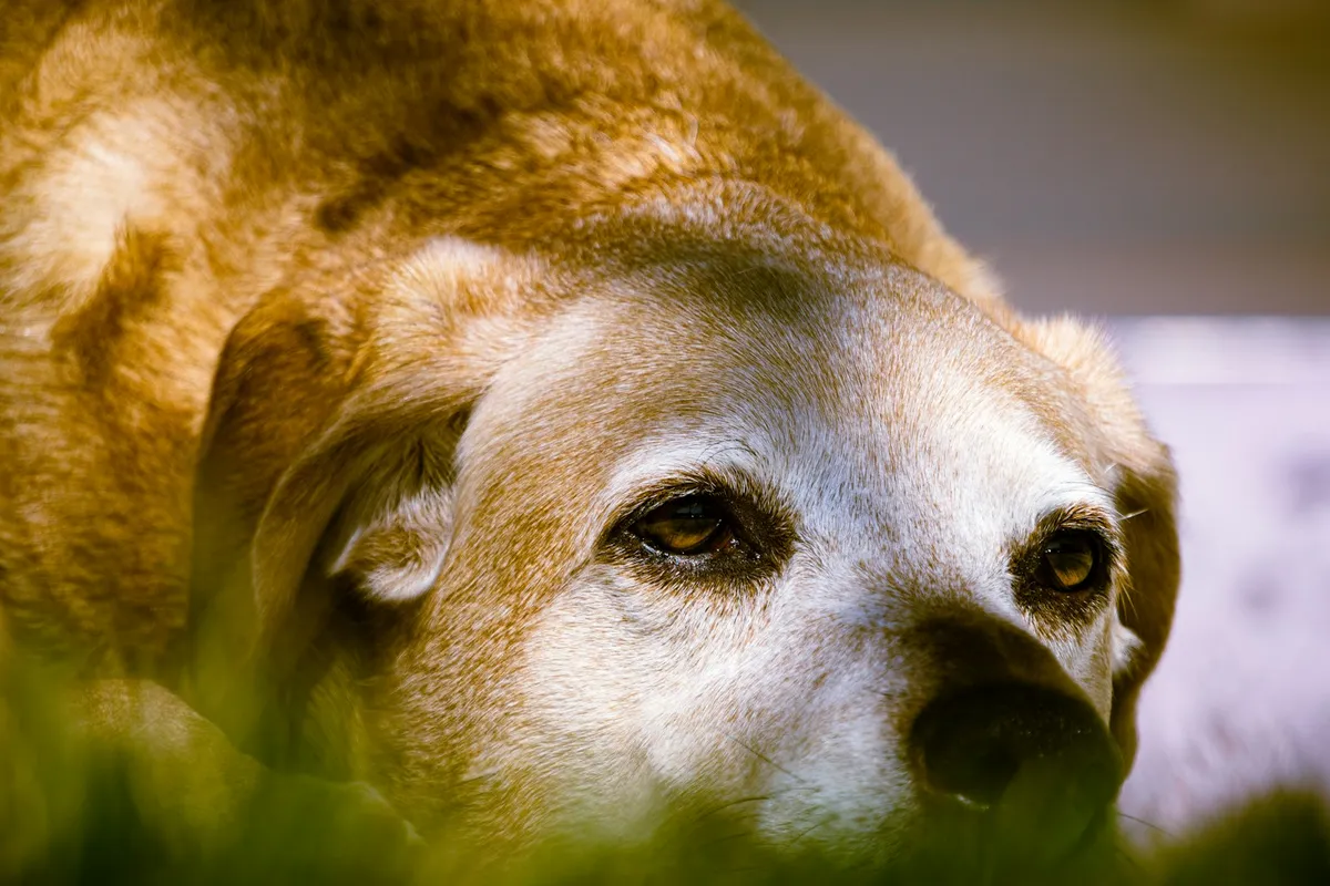 Lucy, our Border Collie, the dog behind Senior Dog Daily