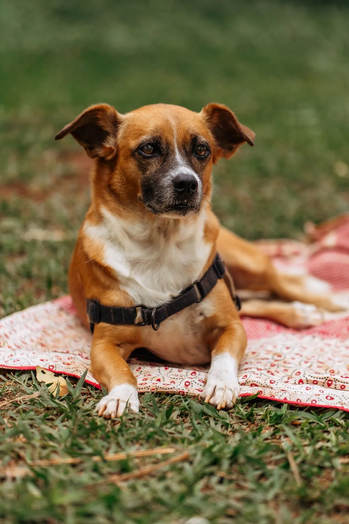 Cookout Foods Dangerous for Dogs: A Senior Dog Safety Guide