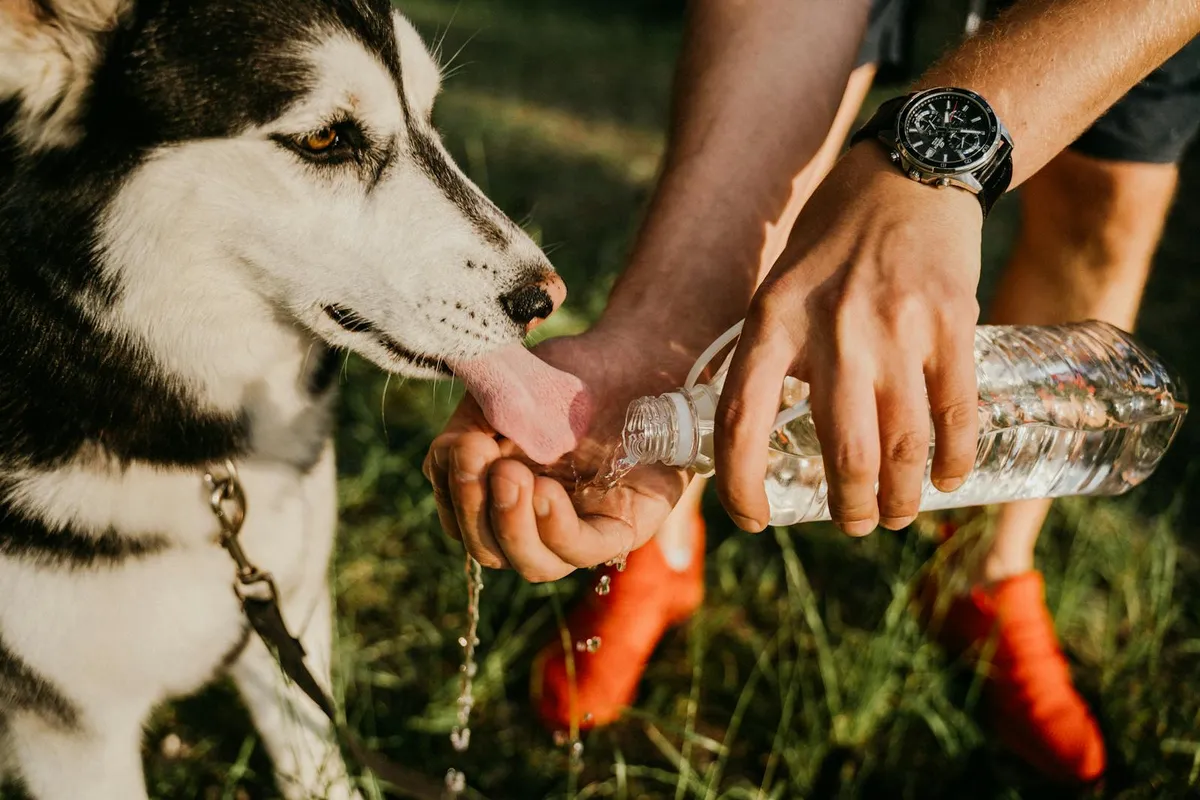 Cushing's Disease in Senior Dogs: When It Isn't Just Old Age