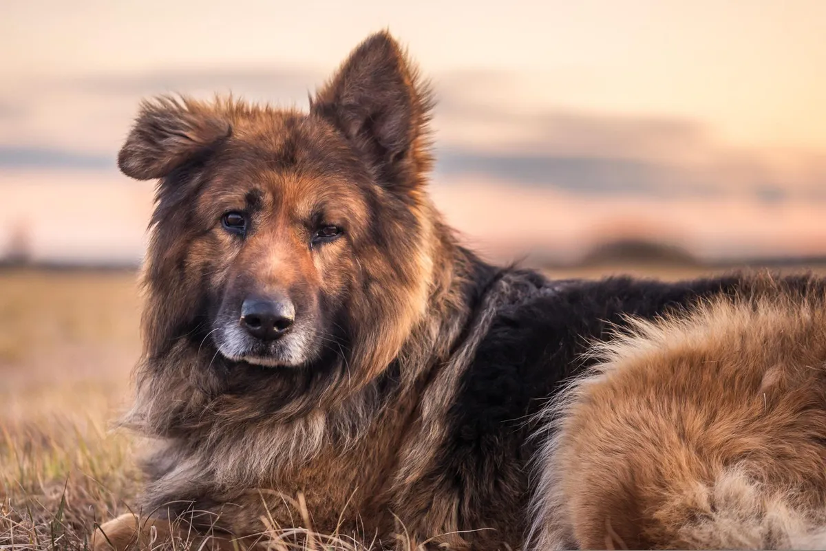 Degenerative Myelopathy in Dogs: The Painless Disease That Takes the Back Legs