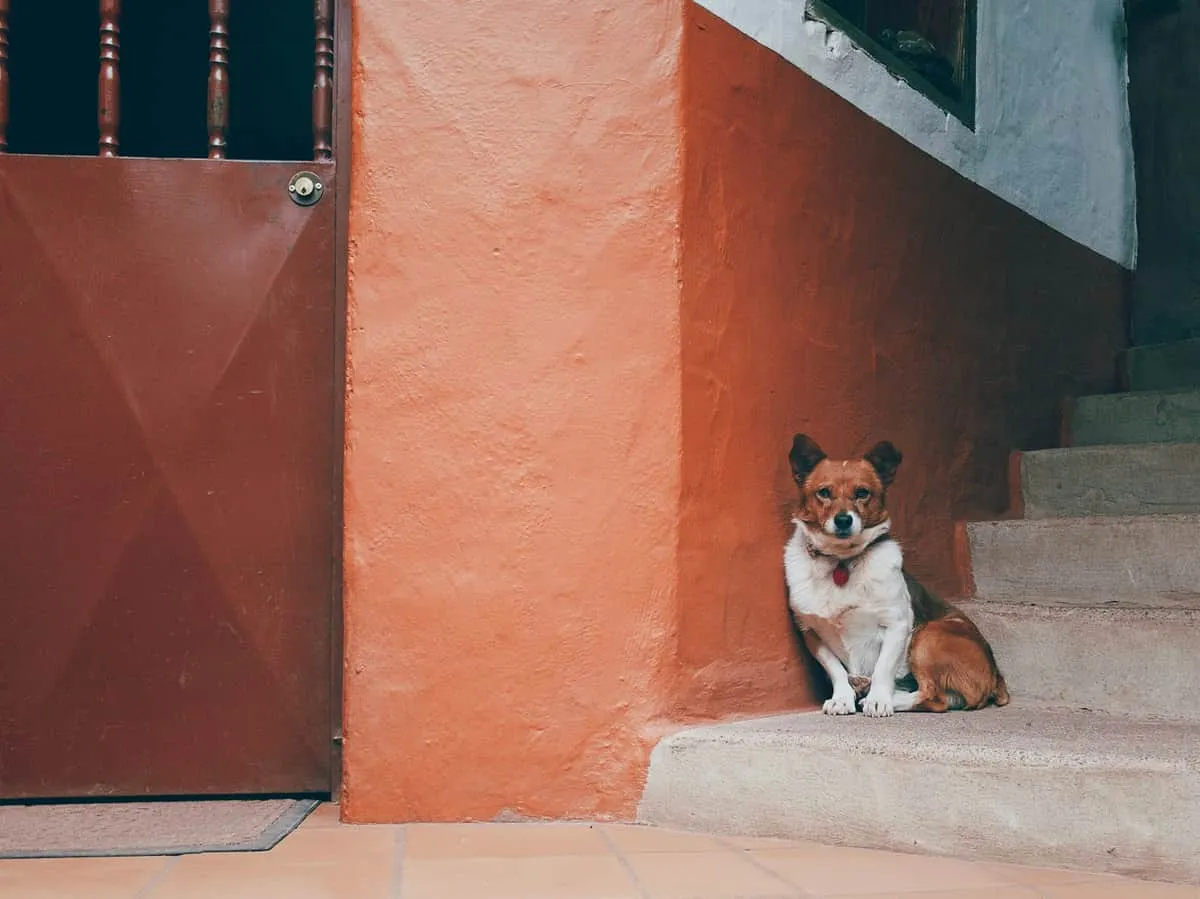 Dog Can't Get Up the Stairs Anymore: 6 Causes, What to Do Tonight, and When to See a Vet