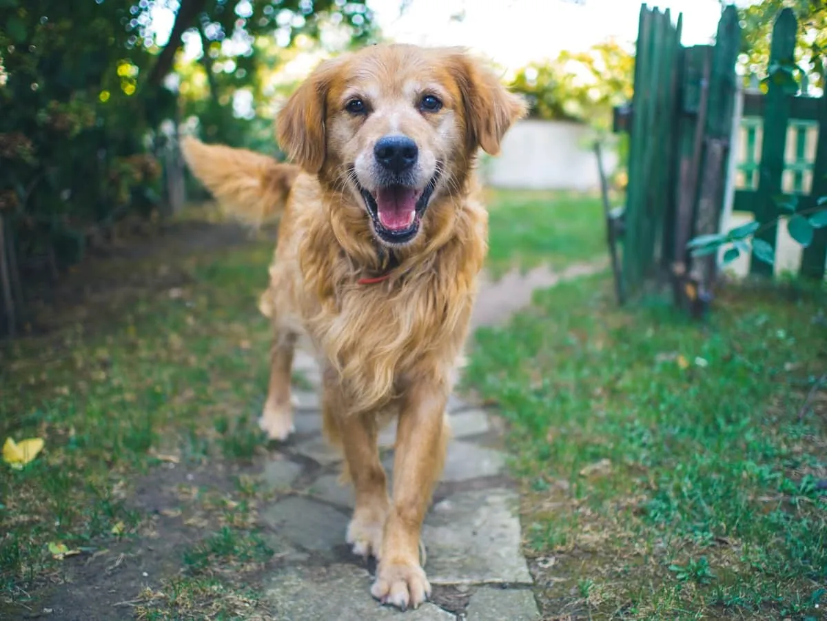 The 4 Stages of Dog Dementia (And What to Expect at Each)