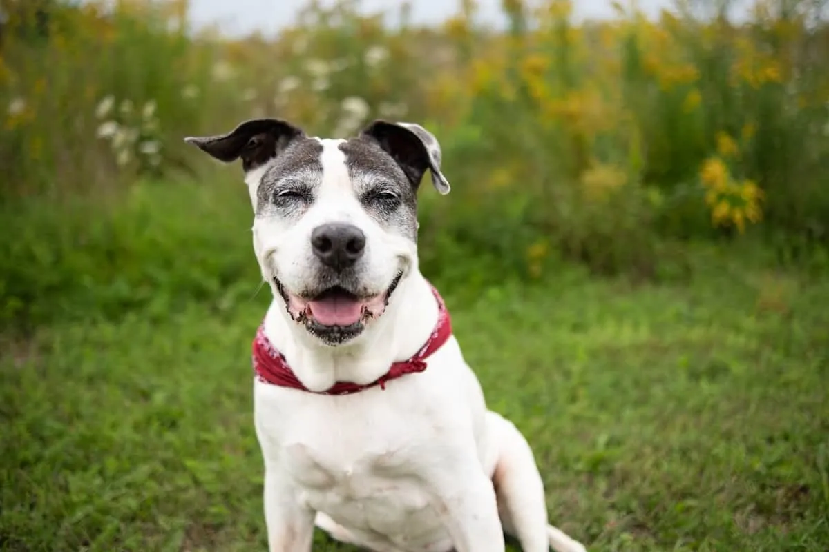 Dog Dementia: 12 Symptoms Every Senior Dog Owner Should Know