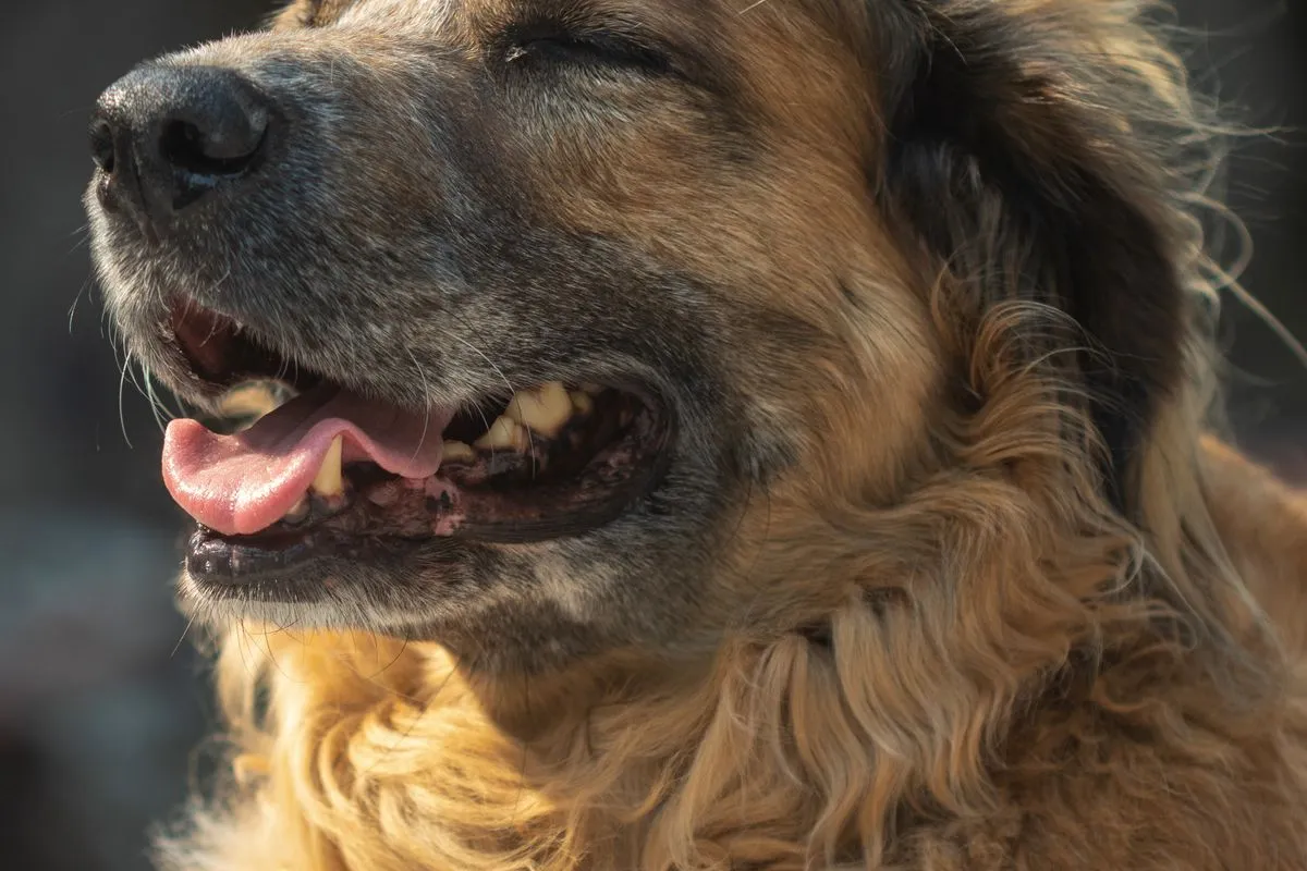 Dog Dementia vs Normal Aging: How to Tell the Difference