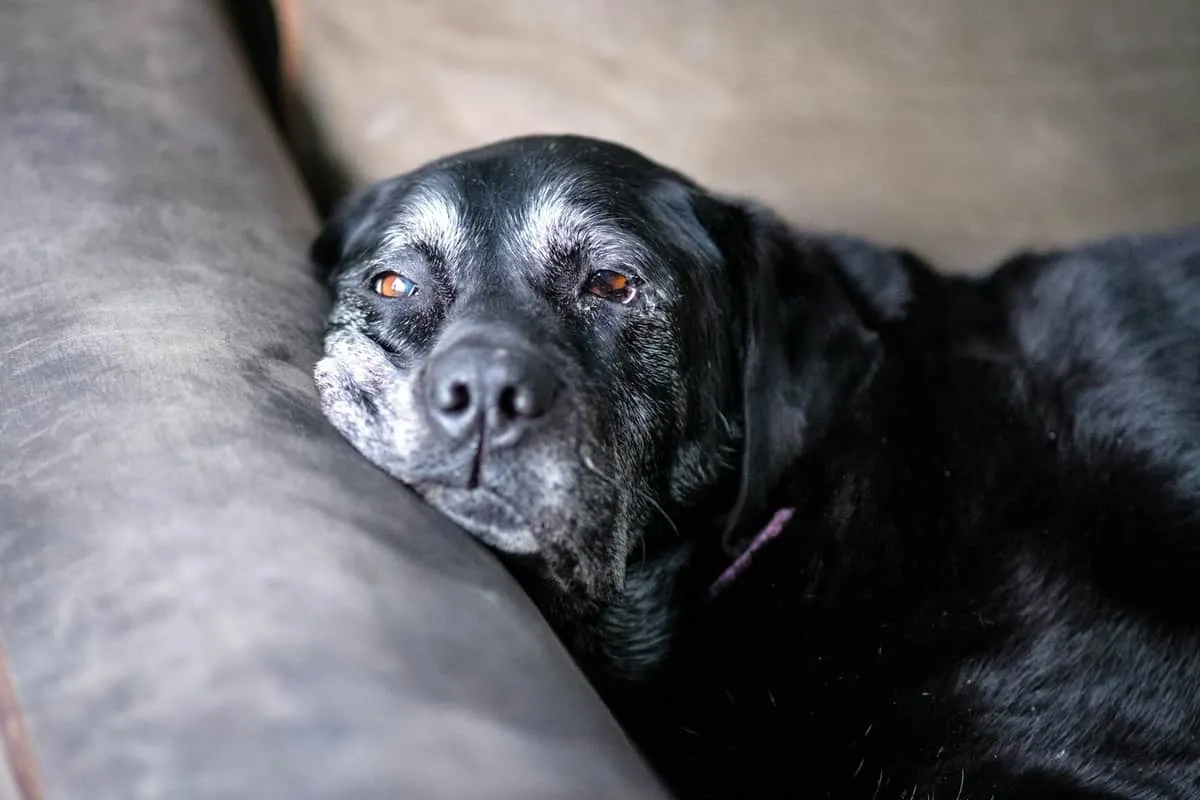 Dog Hospice Care at Home: A Compassionate Guide to Comfort Care