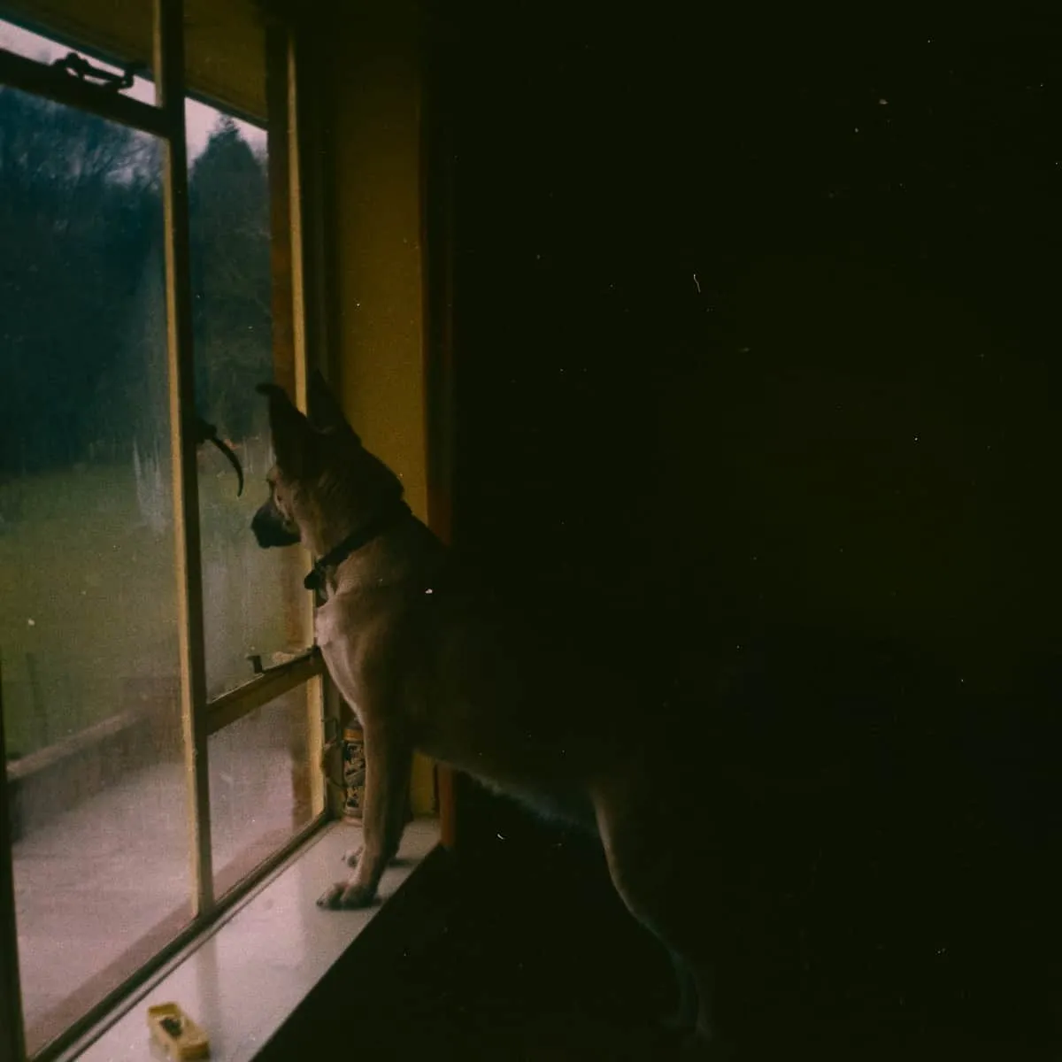 Dog Pacing at Night: Why It Happens in Old Age and What to Do