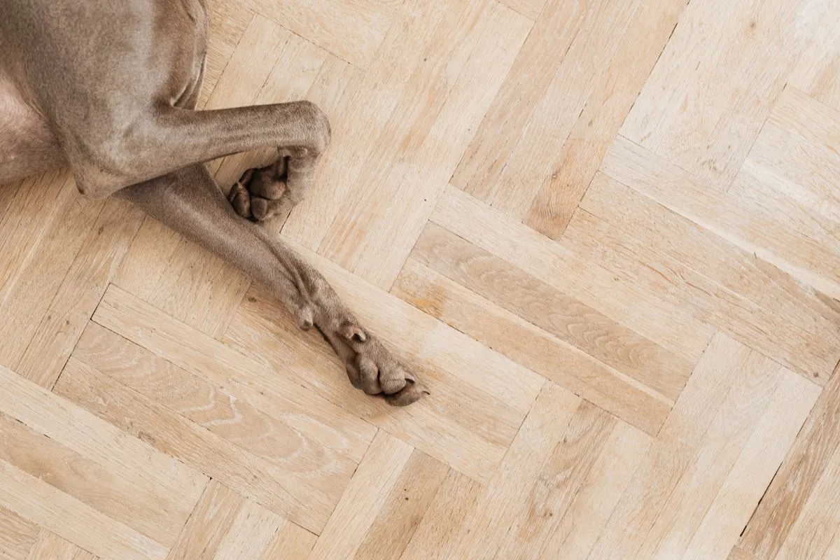 Dr. Buzby's ToeGrips Review (2026): Do They Help a Slipping Senior Dog?