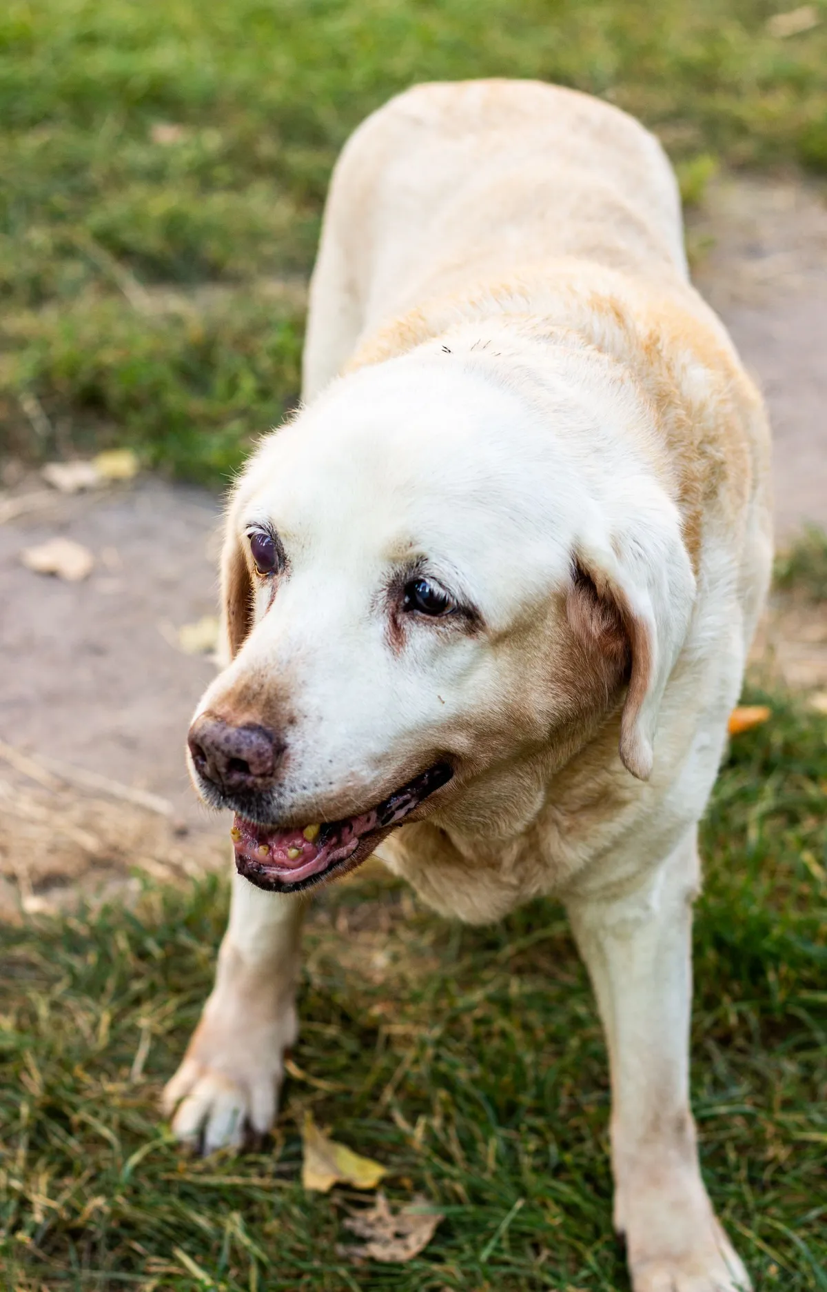 Lucy, our Border Collie, the dog behind Senior Dog Daily