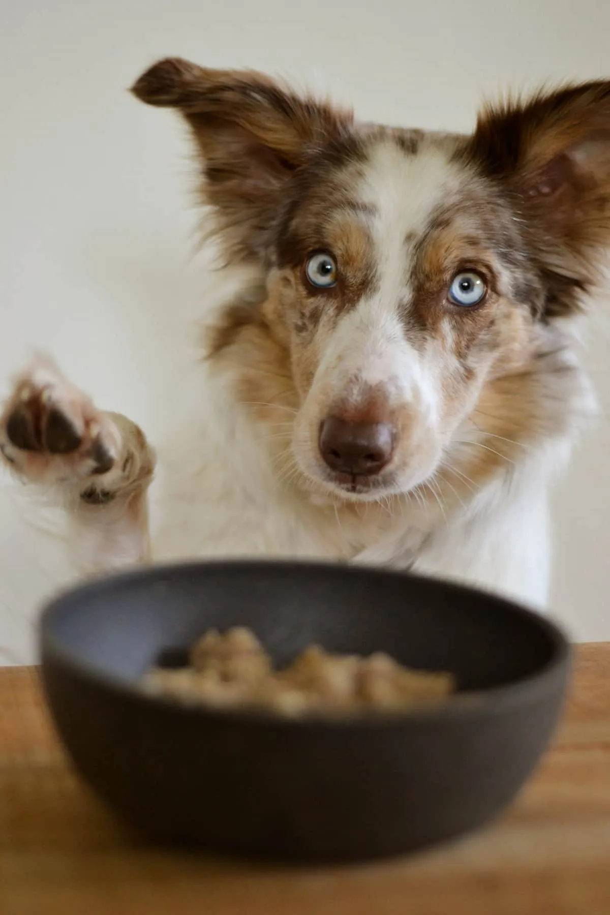 The Farmer's Dog Review for Senior Dogs: An Honest Look at Fresh Food