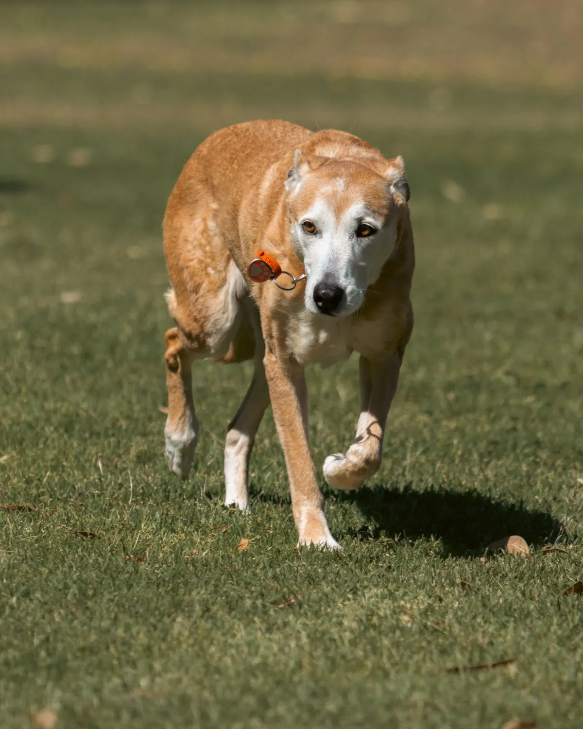 Gentle Exercise for Senior Dogs: Keeping an Older Body Moving Without Paying for It