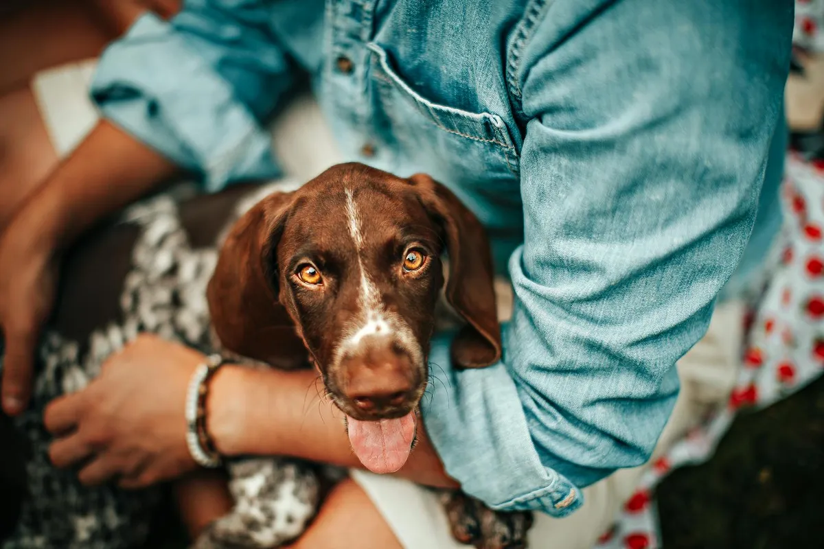 Heart Disease in Senior Dogs: The Cough, the Breathing Test, and What It Means