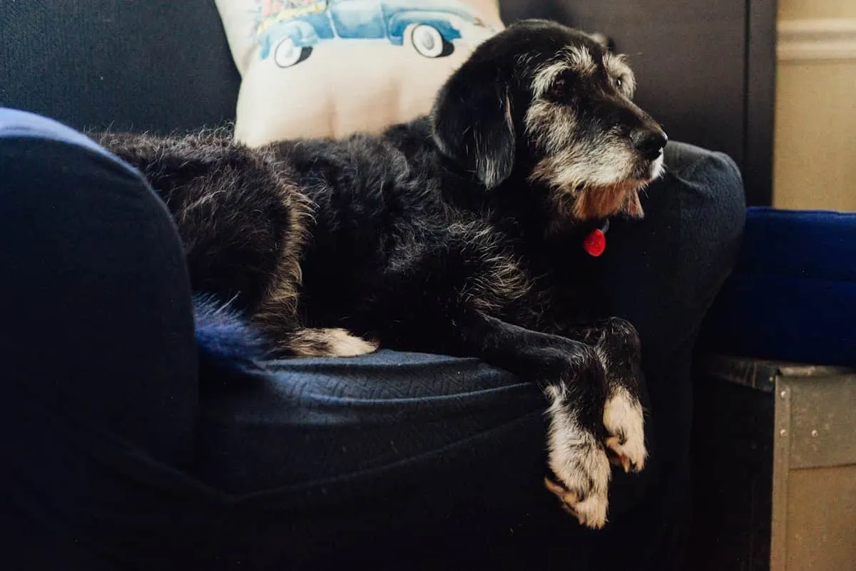 5 At-Home Ways to Ease Your Senior Dog's Arthritis