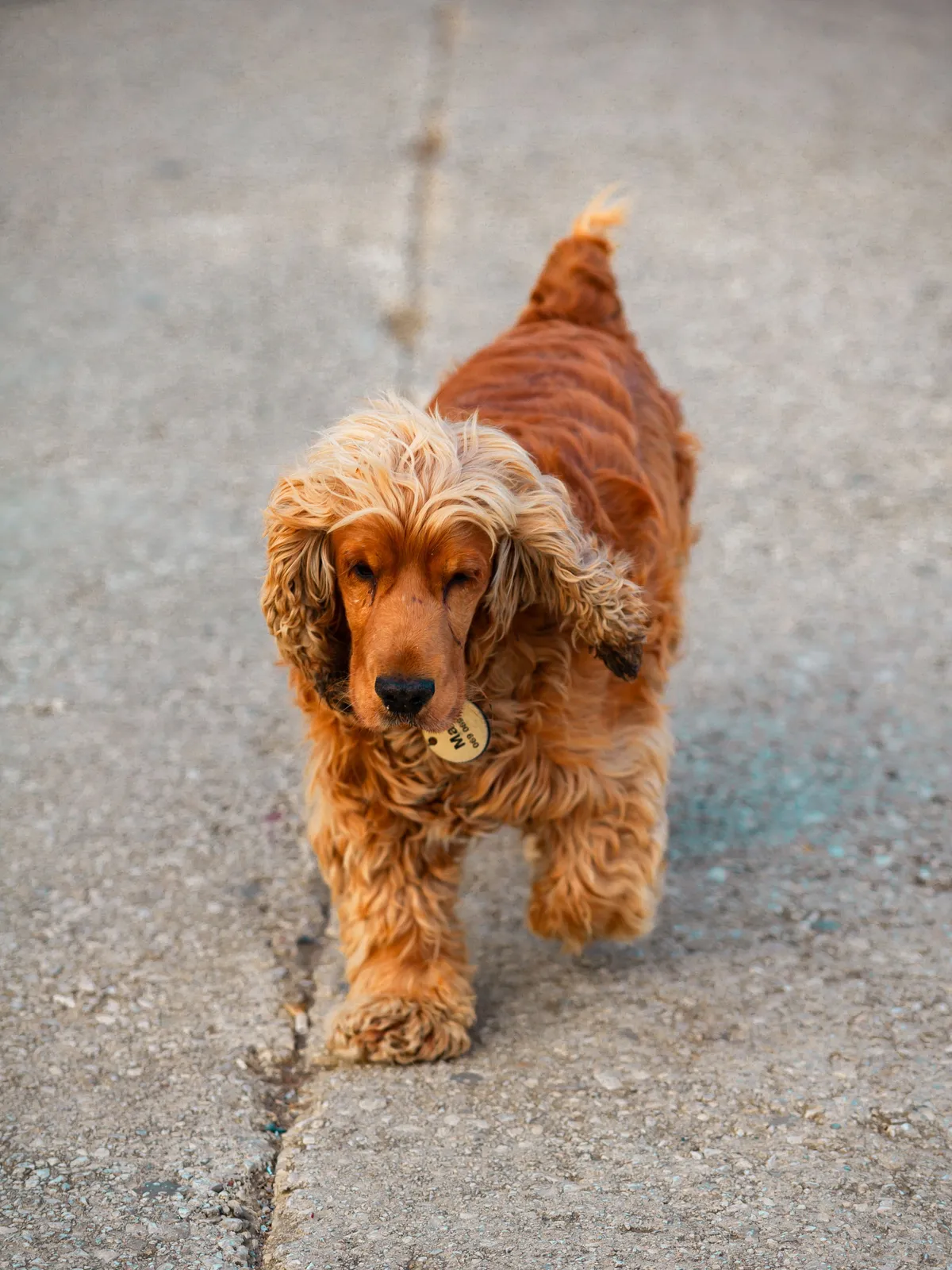 How to Protect Your Senior Dog's Paws from Hot Pavement (Summer 2026)