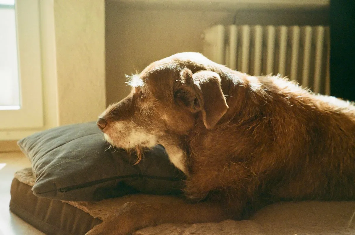 Hypothyroidism in Senior Dogs: When Slowing Down Isn't Just Age