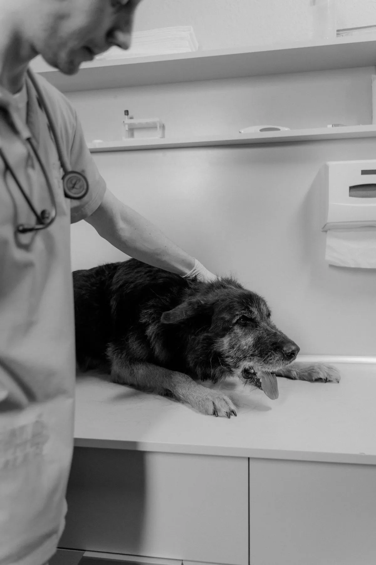 Is Anesthesia Safe for a Senior Dog? An Honest Look at the Risk