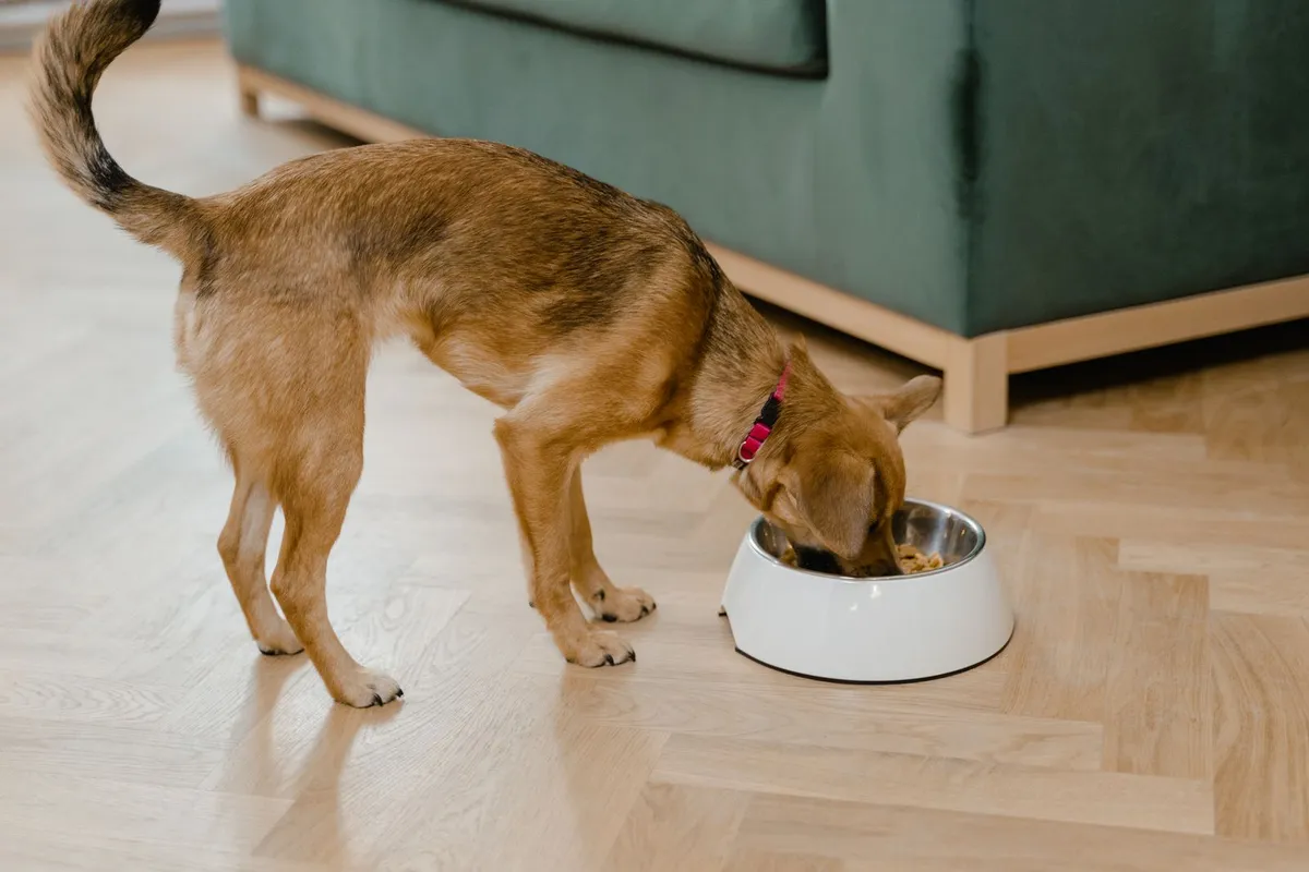 JustFoodForDogs vs The Farmer's Dog for Senior Dogs: An Honest Comparison