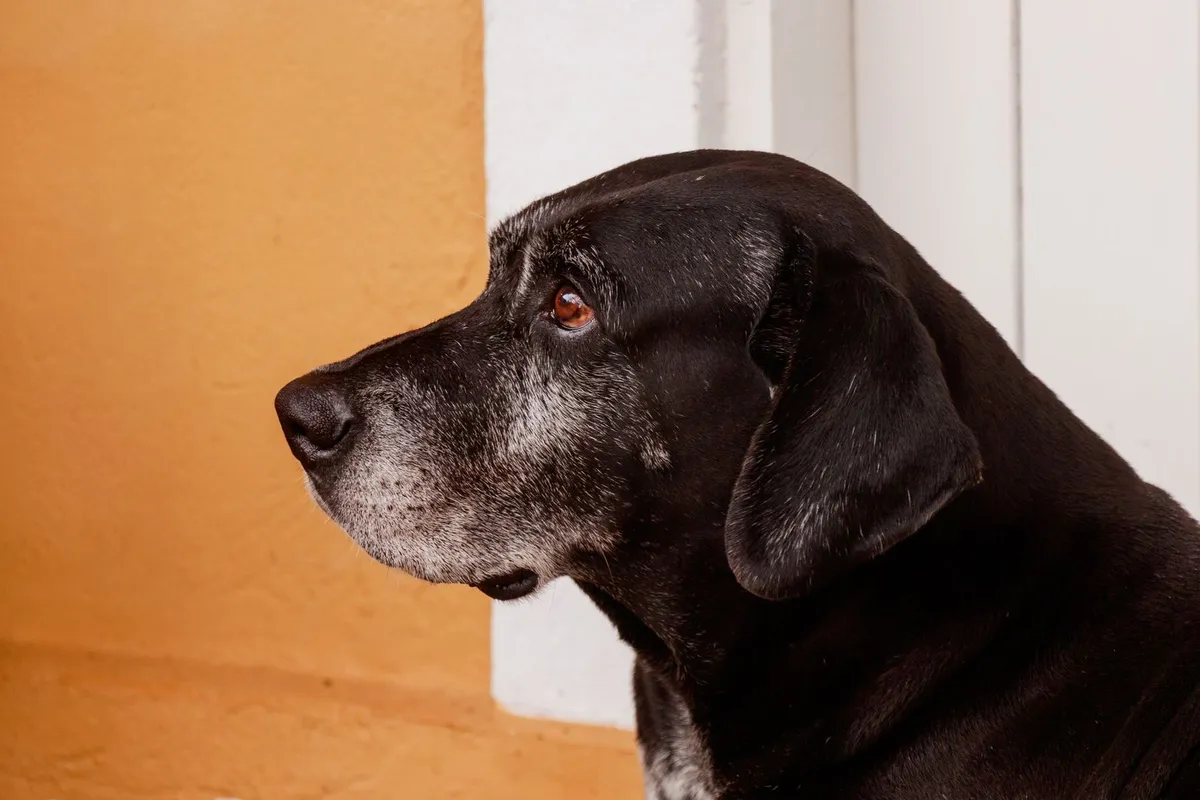 Laryngeal Paralysis in Dogs (and GOLPP): The Noisy Breathing That Isn't Just Age