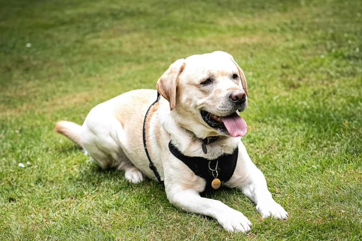Librela for Dogs: Does It Work, Side Effects, and the FDA Safety Signals