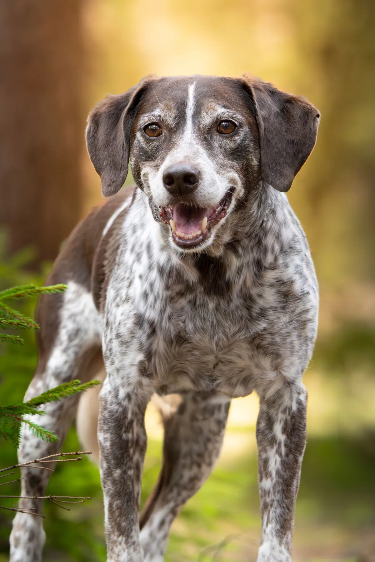 The Loyal Dog Longevity Drug: What LOY-002 Is, and When You Can Actually Get It