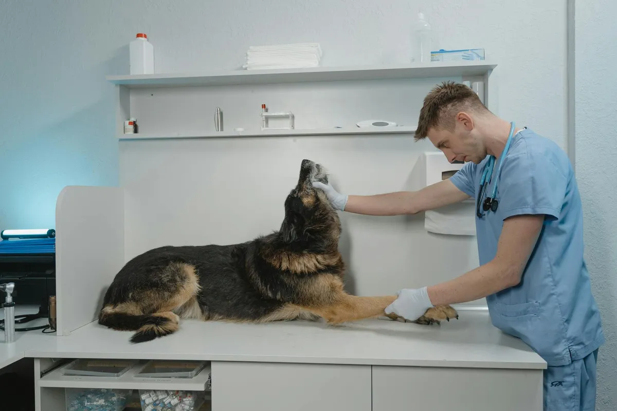 Lumps on Senior Dogs: Is It a Fatty Tumor, or Something to Worry About?