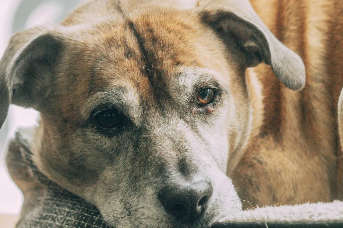 Maven Pet Review (2026): An Honest, Complete Look for Senior Dogs