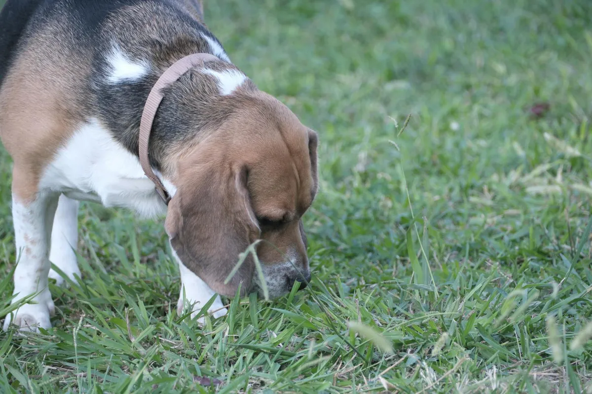 Mental Stimulation for Senior Dogs: Gentle Brain Games to Keep an Older Mind Sharp