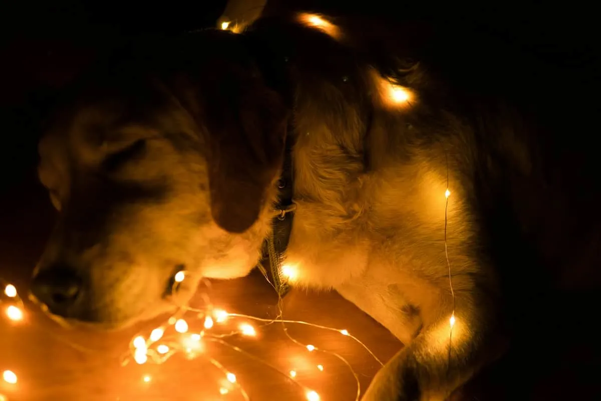 Best Nightlight for a Blind Senior Dog: 5 Picks for a Safer Home