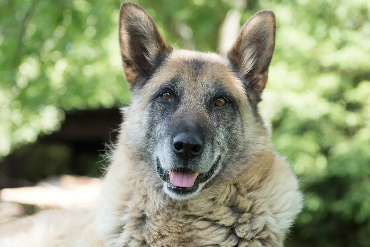 Lucy, our Border Collie, the dog behind Senior Dog Daily