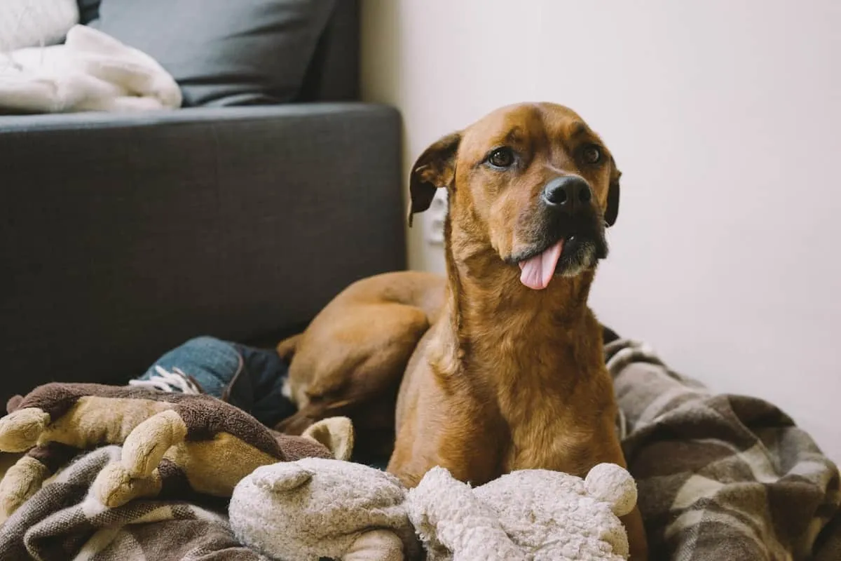 Old Dog Peeing in the House: 8 Causes and What to Do