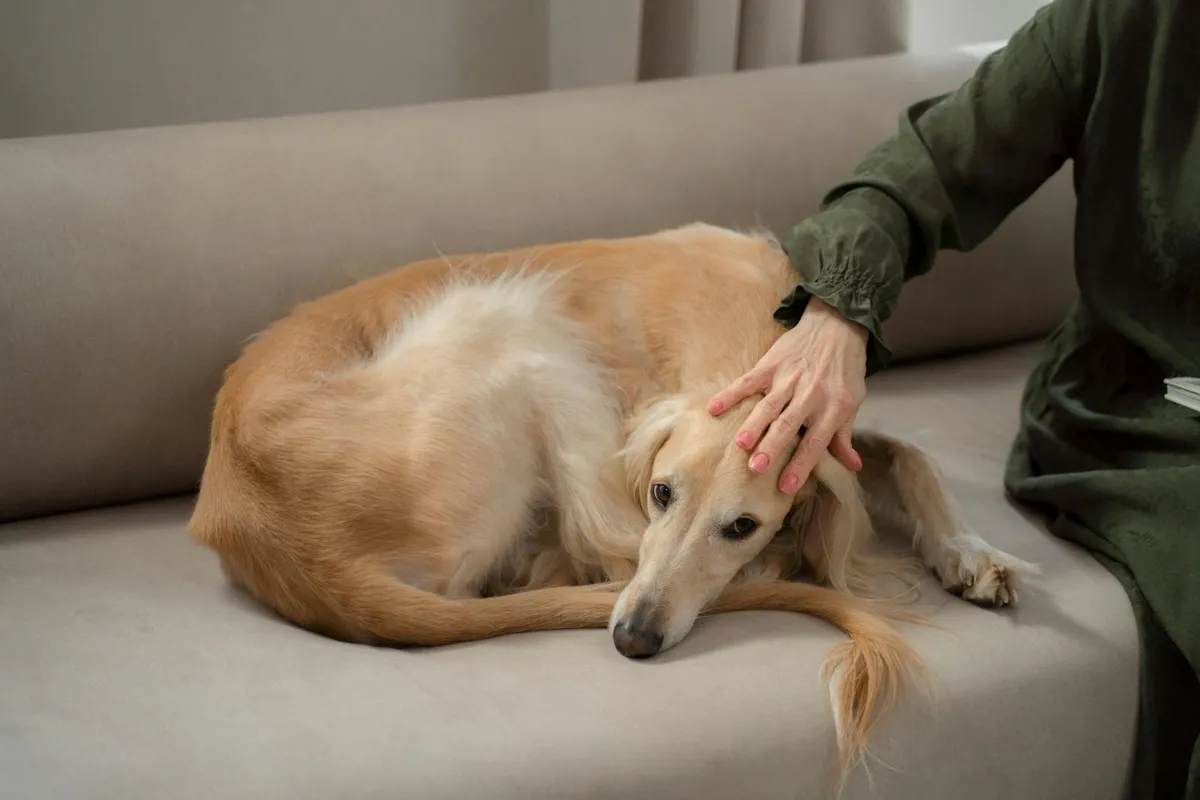 Old Dog Vestibular Disease: It Looks Like a Stroke, but Often Isn't