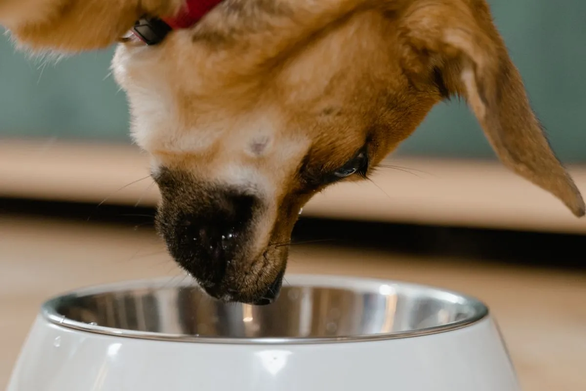 Ollie Dog Food Review (2026): Is Fresh Food Worth It for a Senior Dog?