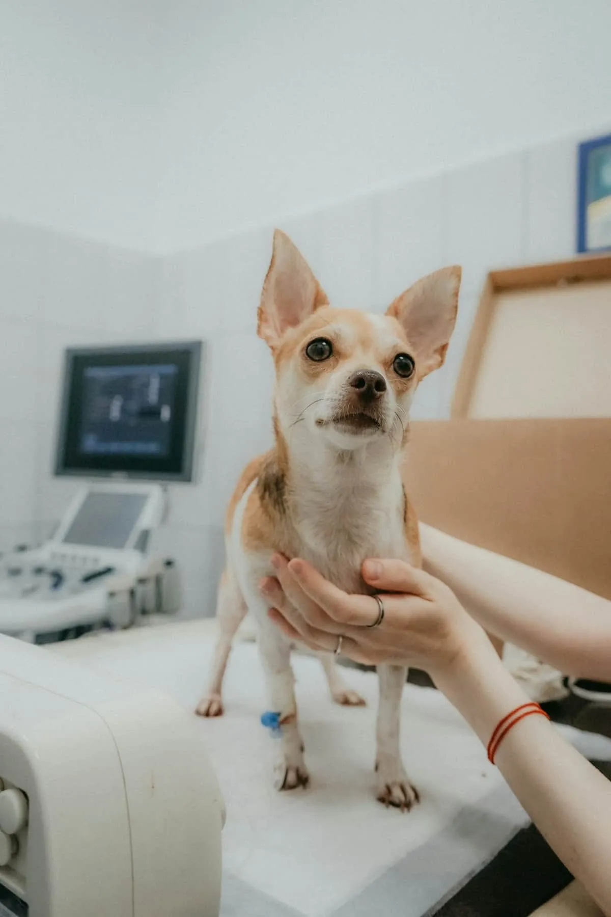 Pet Insurance for Senior Dogs: 6 Top Plans Compared (2026)