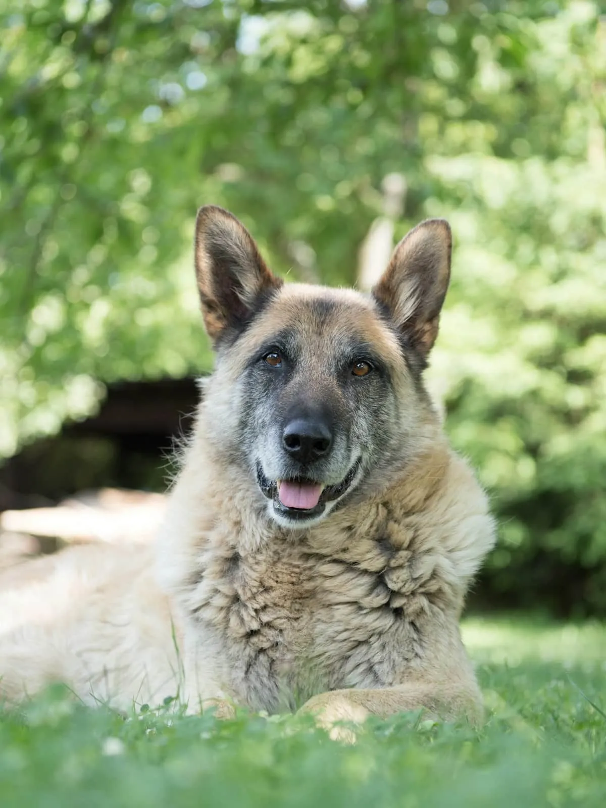 Quality of Life Scale for Dogs (HHHHHMM, Vet-Used Tool)