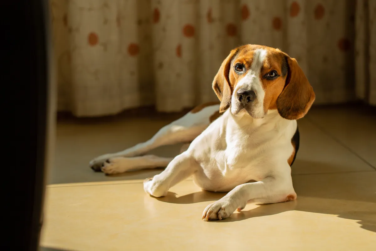 Senior Beagle Health Problems: 6 Conditions to Watch (2026)