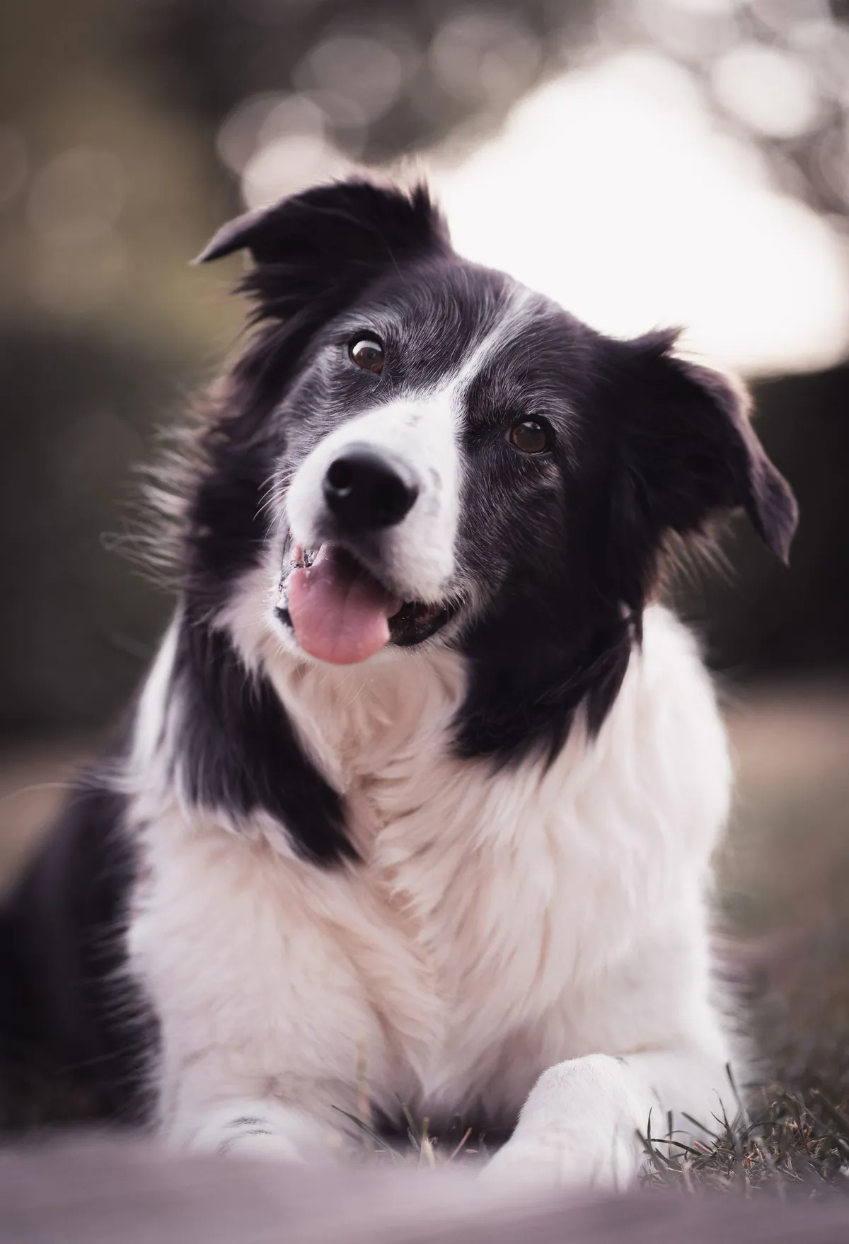 Senior Border Collie Health Problems: The 7 Conditions Every Owner Should Know