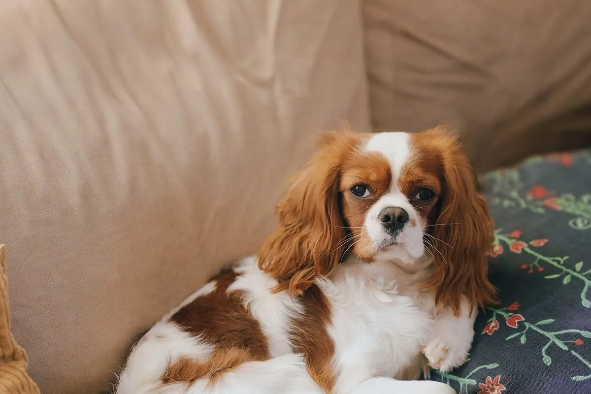 Senior Cavalier King Charles Spaniel Health Problems: Two Inherited Shadows