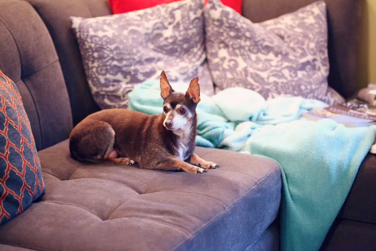 Senior Chihuahua Health Problems: The Heart-and-Mouth Cluster