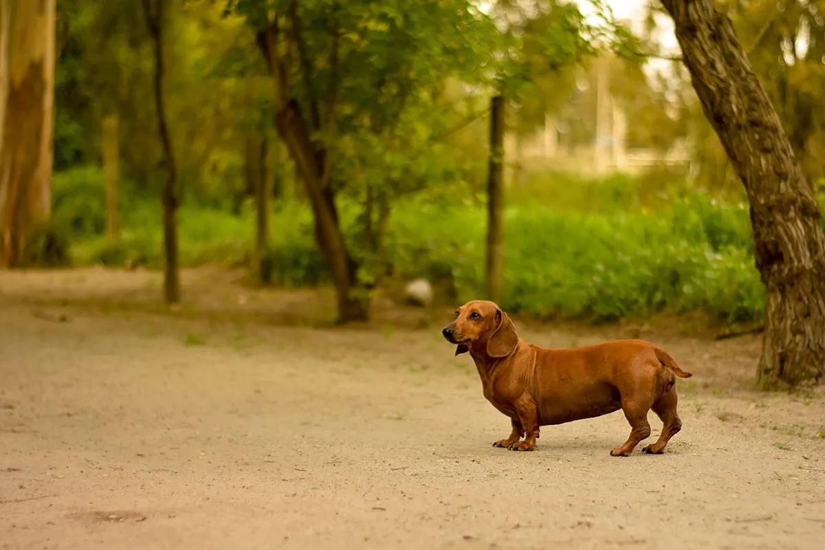 Senior Dachshund Back Problems: A Complete Guide to IVDD and Daily Care